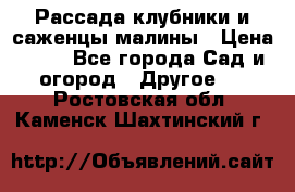 Рассада клубники и саженцы малины › Цена ­ 10 - Все города Сад и огород » Другое   . Ростовская обл.,Каменск-Шахтинский г.